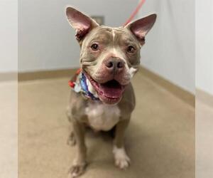 American Pit Bull Terrier Dogs for adoption in Aurora, CO, USA