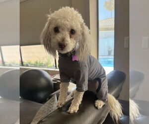 Poodle (Toy)-Unknown Mix Dogs for adoption in Phoenix, AZ, USA