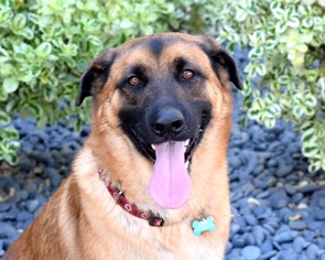Golden Shepherd Dogs for adoption in San Diego, CA, USA