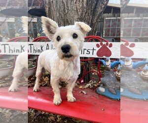 Mutt Dogs for adoption in Sioux Falls, SD, USA