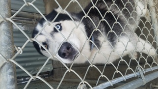 Alaskan Husky Dogs for adoption in Lemoore, CA, USA