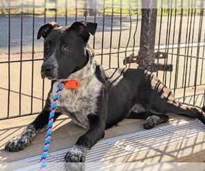Mutt Dogs for adoption in Sacramento, CA, USA