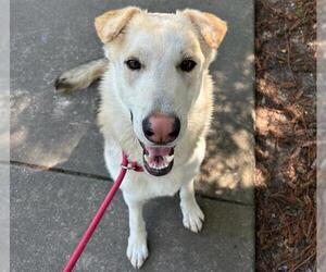 German Shepherd Dog-Unknown Mix Dogs for adoption in Santa Rosa, CA, USA