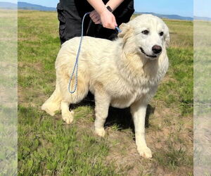 Great Pyrenees Dogs for adoption in Croydon, NH, USA