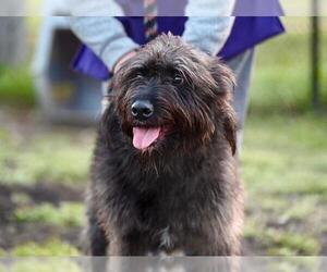 Old English Sheepdog-Unknown Mix Dogs for adoption in Santa Cruz, CA, USA
