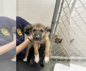German Shepherd Dog-Unknown Mix Dogs for adoption in Rosenberg, TX, USA