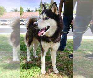 Alaskan Husky Dogs for adoption in Bakersfield, CA, USA