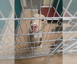 American Pit Bull Terrier-Unknown Mix Dogs for adoption in Texas City, TX, USA