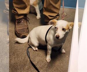 Chihuahua Dogs for adoption in Houston, TX, USA