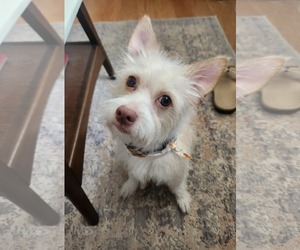 Medium Photo #3 Mutt Puppy For Sale in San Bernardino , CA, USA