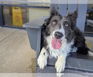 Border Collie Dogs for adoption in Denver, CO, USA