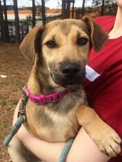 Shepradors Dogs for adoption in Fayetteville, GA, USA