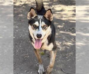 Medium Photo #1 Siberian Husky Puppy For Sale in Santa Barbara, CA, USA