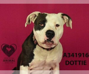 American Pit Bull Terrier Dogs for adoption in Stockton, CA, USA