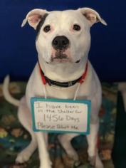 Staffordshire Bull Terrier Dogs for adoption in Paris, ME, USA
