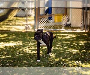 American Pit Bull Terrier Dogs for adoption in Orlando, FL, USA