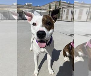 American Pit Bull Terrier-Unknown Mix Dogs for adoption in Elk Grove, CA, USA