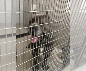 Mutt Dogs for adoption in Las Vegas, NV, USA