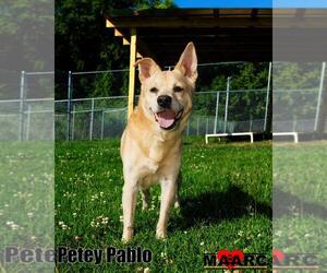 Carolina Dog-Unknown Mix Dogs for adoption in Maryville, TN, USA