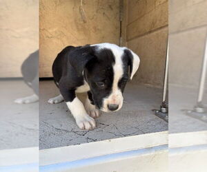 Mutt Dogs for adoption in Oklahoma City, OK, USA