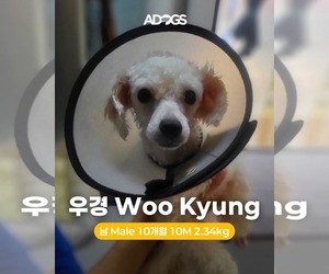 Bichon Frise Dogs for adoption in Agoura Hills, CA, USA