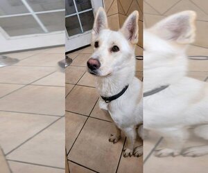 German Shepherd Dog-Siberian Husky Mix Dogs for adoption in Searsmont, ME, USA