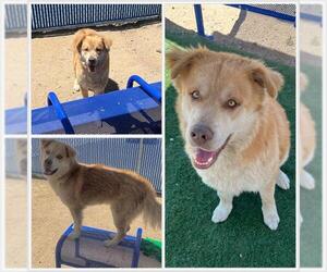Alaskan Malamute-Unknown Mix Dogs for adoption in HESPERIA, CA, USA