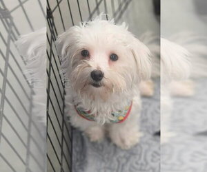 Havamalt Dogs for adoption in Sanford, FL, USA