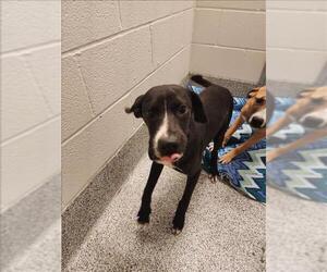 Labrador Retriever-Unknown Mix Dogs for adoption in Houston, TX, USA