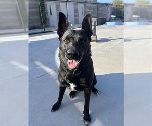 German Shepherd Dog-Unknown Mix Dogs for adoption in Elk Grove, CA, USA