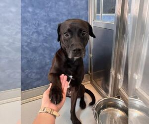 Labrador Retriever-Unknown Mix Dogs for adoption in Rowlett, TX, USA