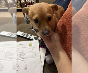 Chihuahua Dogs for adoption in San Antonio, TX, USA