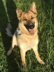 German Shepherd Dog Dogs for adoption in Montgomery, AL, USA