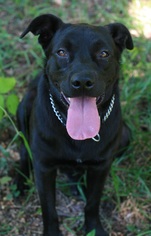 Labrottie Dogs for adoption in Attalka, AL, USA
