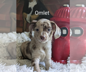Chihuahua-Unknown Mix Dogs for adoption in Fresno, CA, USA