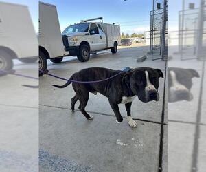 Mutt Dogs for adoption in Bakersfield, CA, USA