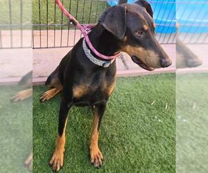 Doberman Pinscher Dogs for adoption in Sacramento, CA, USA