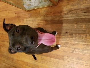 American Pit Bull Terrier-Labrador Retriever Mix Dogs for adoption in Brooklyn, NY, USA