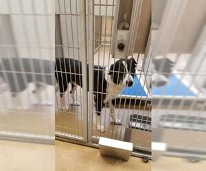 Border Collie Dogs for adoption in Sacramento, CA, USA