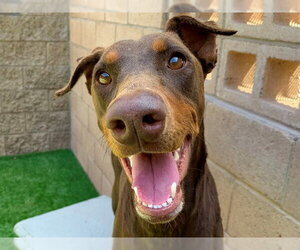 Doberman Pinscher-Unknown Mix Dogs for adoption in Moreno Valley, CA, USA