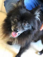 Pomeranian Dogs for adoption in Mission, KS, USA