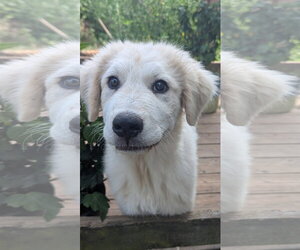 Great Pyrenees Dogs for adoption in Croydon, NH, USA