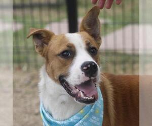 Medium Photo #2 Mutt Puppy For Sale in San Antonio, TX, USA