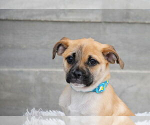 Chug Dogs for adoption in Sandy, UT, USA