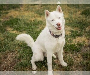 Siberian Husky Dogs for adoption in Santa Cruz, CA, USA