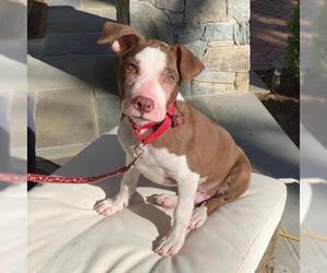 American Staffordshire Terrier Dogs for adoption in Potomac, MD, USA