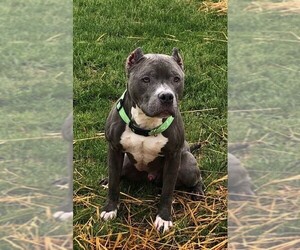 American Pit Bull Terrier-Unknown Mix Dogs for adoption in Westmont, IL, USA