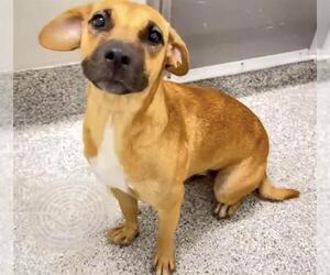 Black Mouth Cur Dogs for adoption in Houston, TX, USA