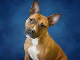 Bullboxer Pit Dogs for adoption in Norfolk, VA, USA