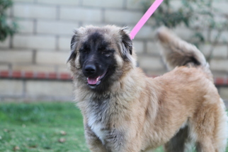 Leonberger Dogs for adoption in Newport Beach, CA, USA